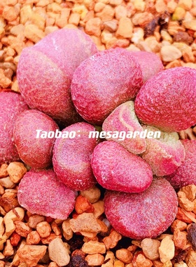 夏娃水泡 稀有园艺水泡 夏娃 水泡多肉 夏娃多肉