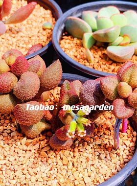 水蜜桃水泡多肉植物 天锦章 水泡多肉 叶片 叶插苗 一物一拍