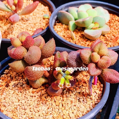 进口水蜜桃多肉植物