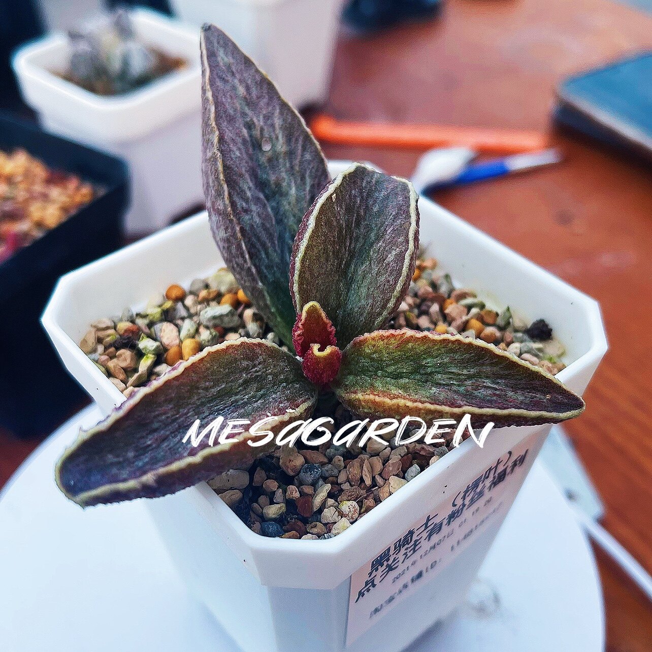 老版黑骑士水泡 进口多肉植物 老园艺水泡 叶片 叶插苗 一物一拍
