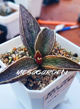 老版黑骑士水泡 进口多肉植物 老园艺水泡 叶片 叶插苗 一物一拍