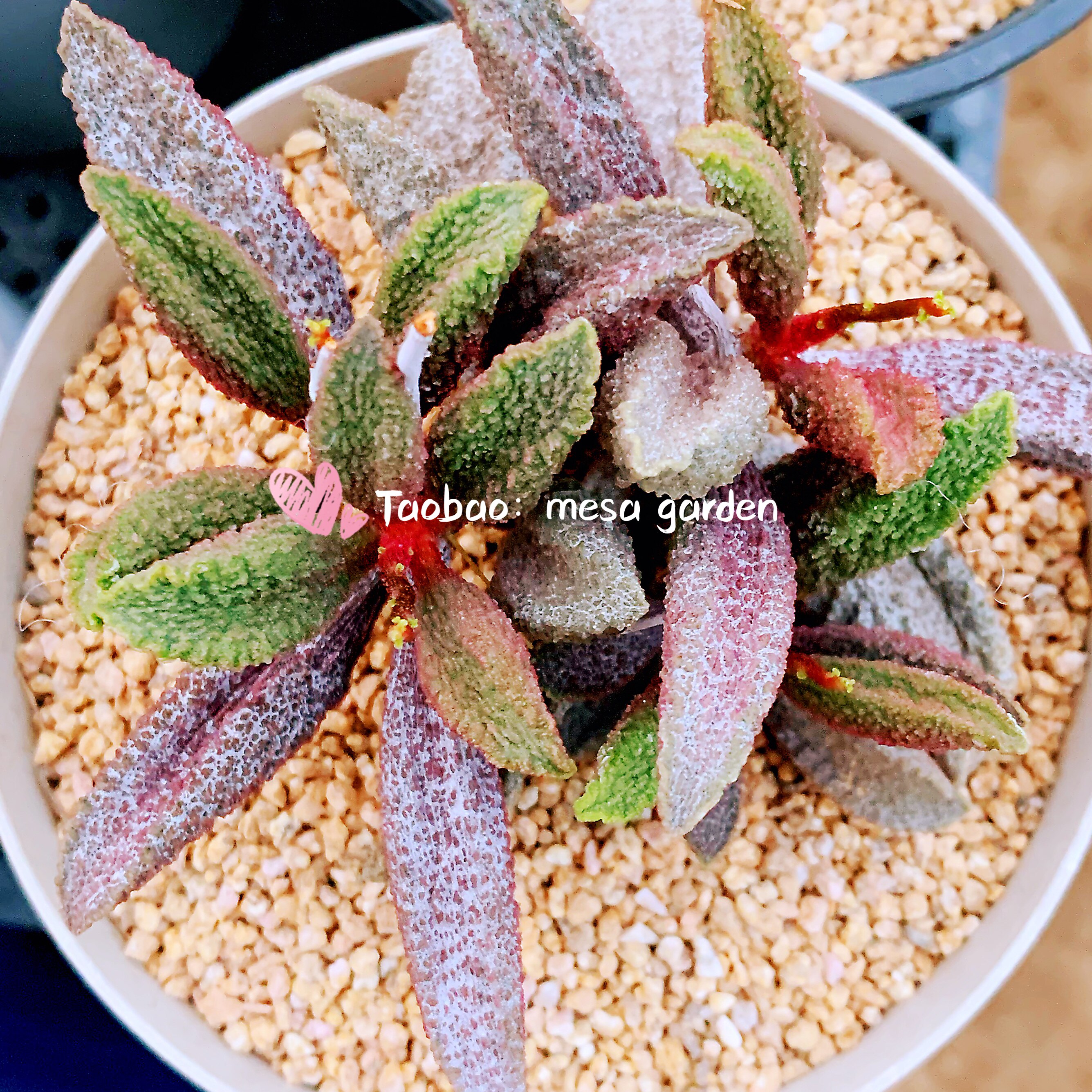 园艺猪舌水泡多肉 稀有进口多肉植物 叶插苗叶片一物一拍多肉水泡