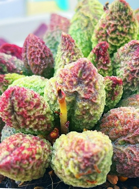 龙珠水泡 多肉植物 叶片 叶插苗 一物一拍 稀有 新品