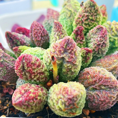 龙珠水泡 多肉植物 叶片 叶插苗 一物一拍 稀有 新品