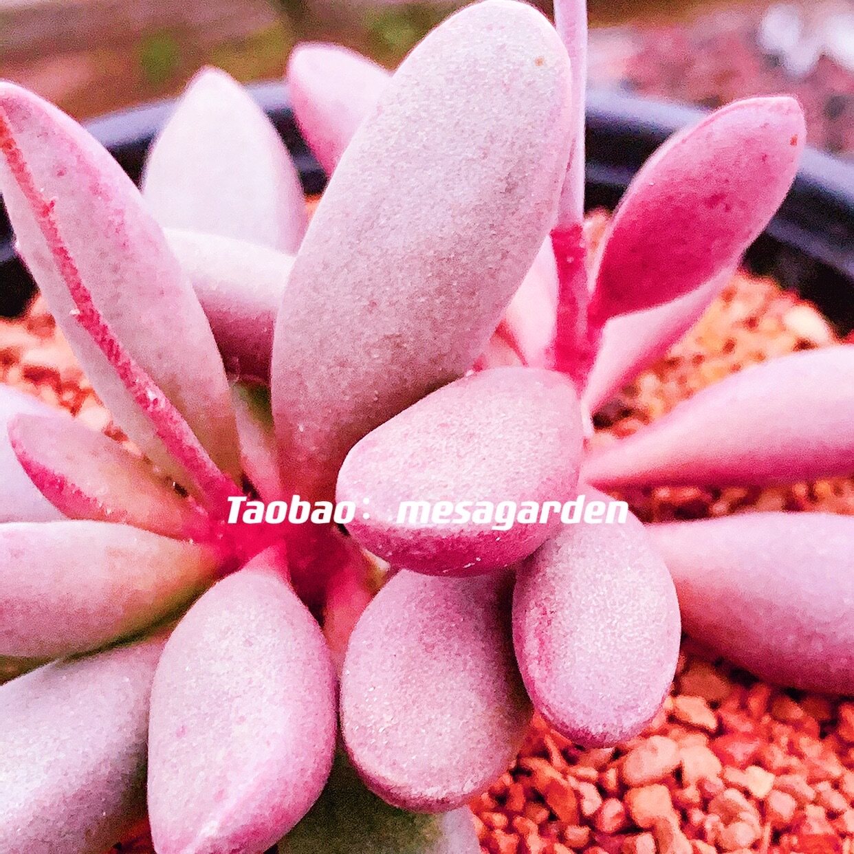 仙桃水泡多肉 园艺水泡 进口多肉 叶插苗 叶片 一物一拍