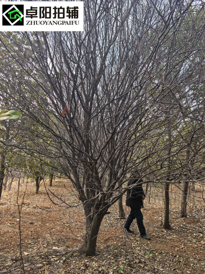 伊川县鸦岭镇西沟村村内的广玉兰、白皮松、杏花、桃树、桂花、梧桐等树木约1500棵