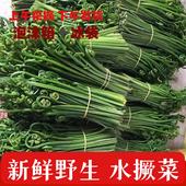 广西桂林龙爪菜河边现摘新鲜水蕨菜5斤农村野菜爽口绿色菜