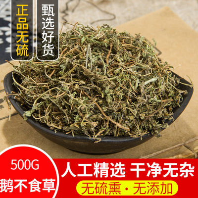 野生中药材新鲜鹅不食草500g包邮