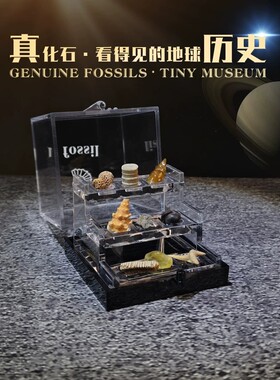 天然保真古生物化石礼盒摆件菊石三叶虫动物标本矿石奇石收藏礼物