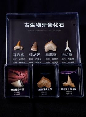 古生物牙齿化石标本套盒鲨鱼牙齿化石沧龙牙齿地质科普教学标本