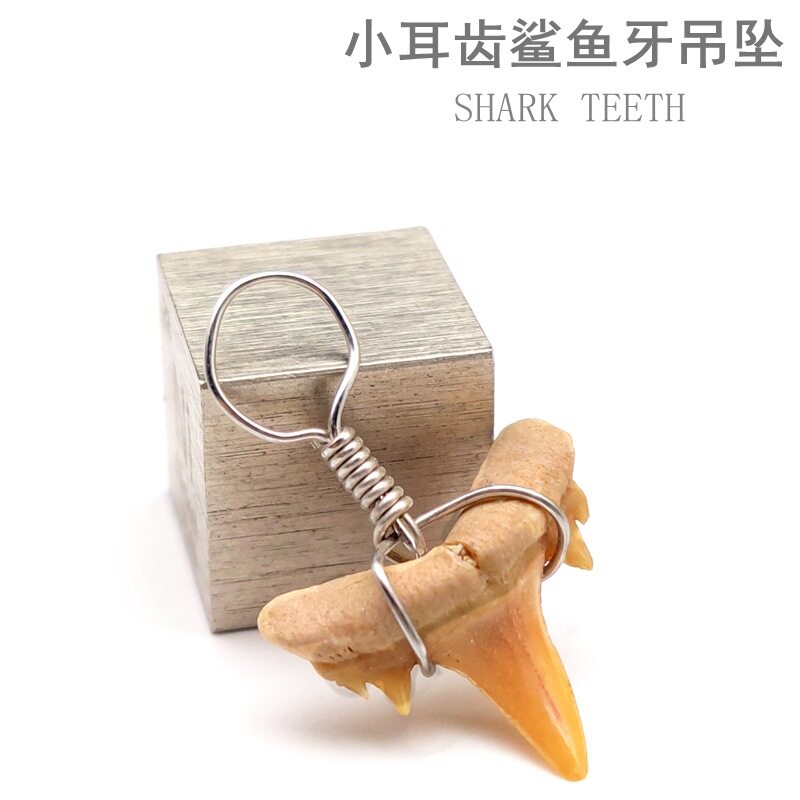 摩洛哥耳齿鲨牙齿化石古生物化石鱼齿牙化石教学标本吊坠饰品