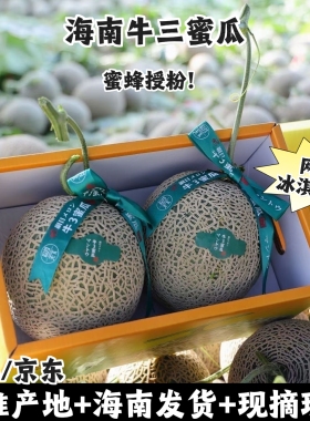 海南牛三蜜瓜网纹玫珑冰淇淋甜瓜当季新鲜水果海南特产孕妇现摘发