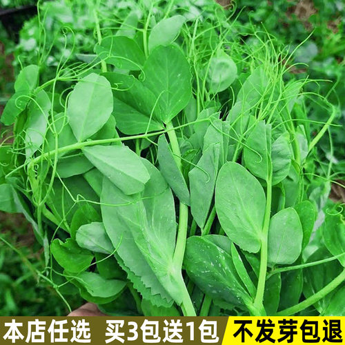 豌豆苗种子芽苗菜四季播盆栽蔬菜