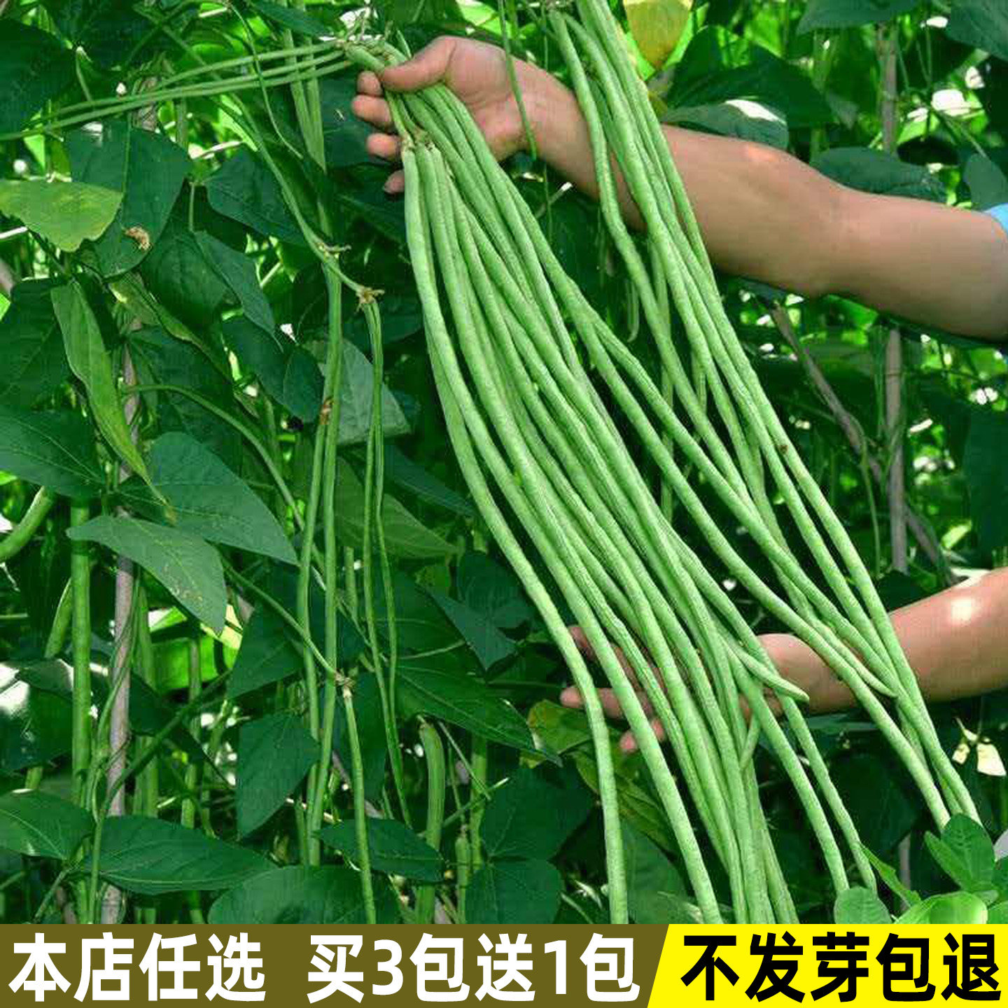 豇豆种子小五叶长豆角种子豆角种籽大全庭院爬藤菜种籽蔬菜种子孑