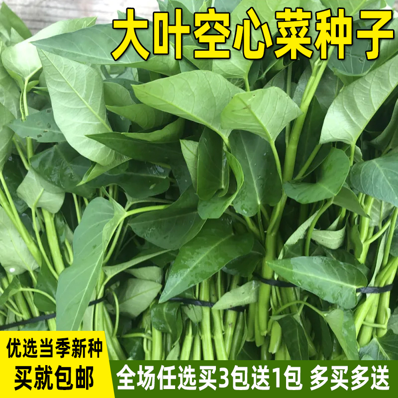 大叶空心菜种子圆叶四季菜种籽种孑阳台盆栽菜籽庭院易种蔬菜种子-封面