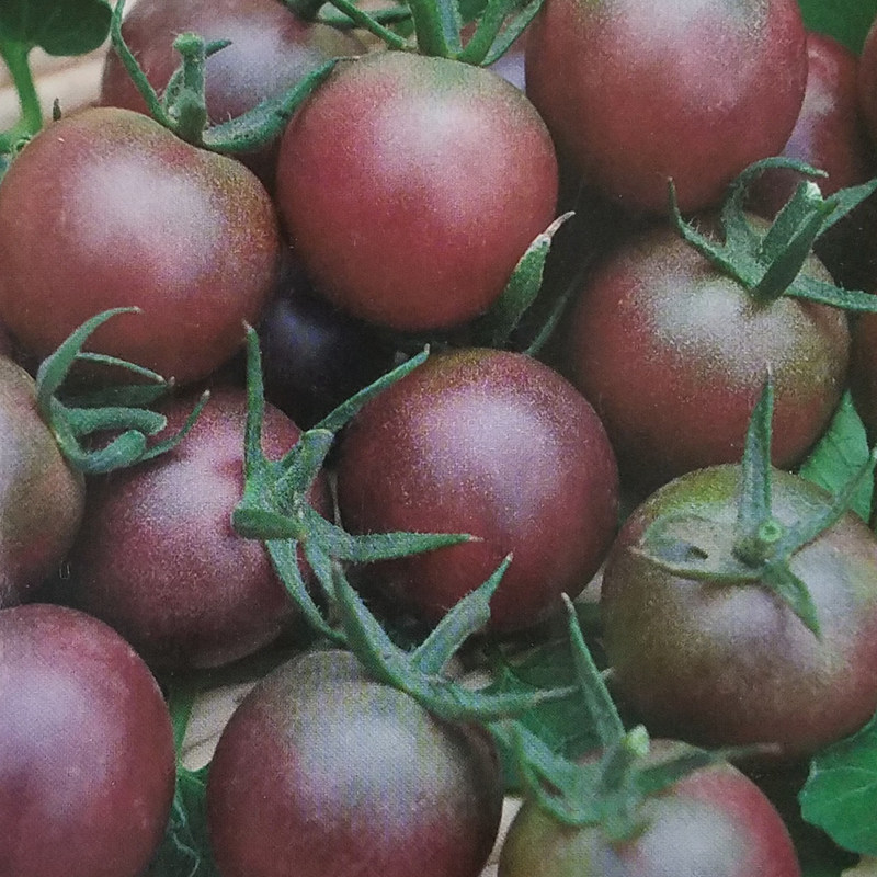 紫玉番茄种子樱桃番茄紫西红柿种籽四季盆栽庭院种植春季蔬菜种孑