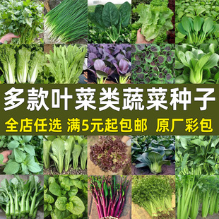 蔬菜种子叶菜类菜种大全庭院阳台盆栽四季播生菜香菜青菜籽种套餐