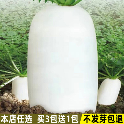 九斤王大白萝卜种子秋季蔬菜种子