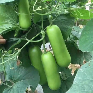 瓠瓜种子短棒瓠子瓜种籽蒲瓜籽种春季播夏秋季菜种籽四季蔬菜种子
