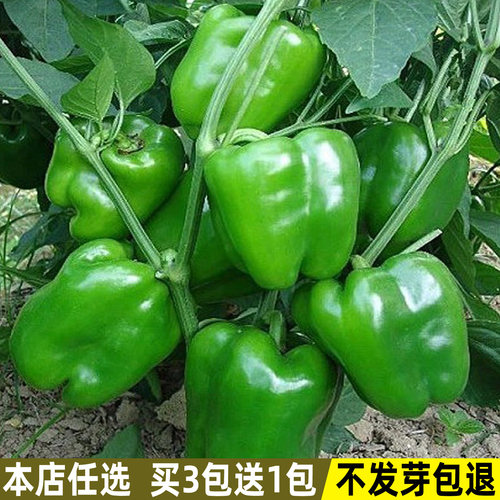 甜椒种子肉厚四季盆栽辣椒种子