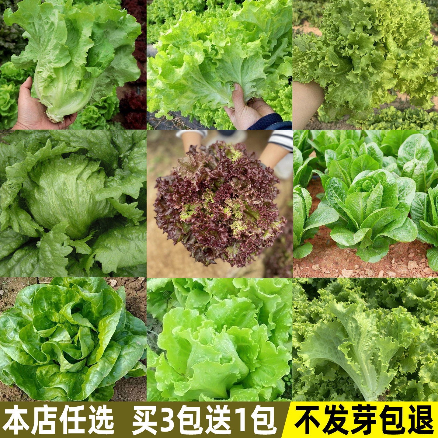 大速生菜种子奶油生菜种籽紫叶生菜阳台四季盆栽菜籽蔬菜种子大全