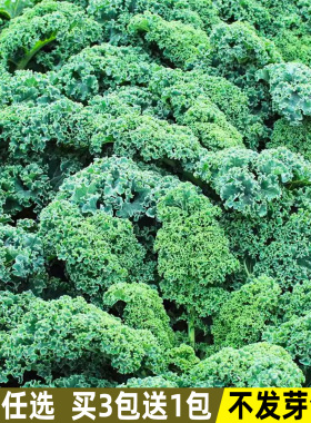 羽衣甘蓝种子羽叶甘蓝种籽孑食用秋冬季紫色耐寒四季盆栽蔬菜种子