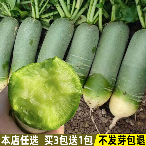 沙窝水果萝卜种子甜脆青萝卜秋季