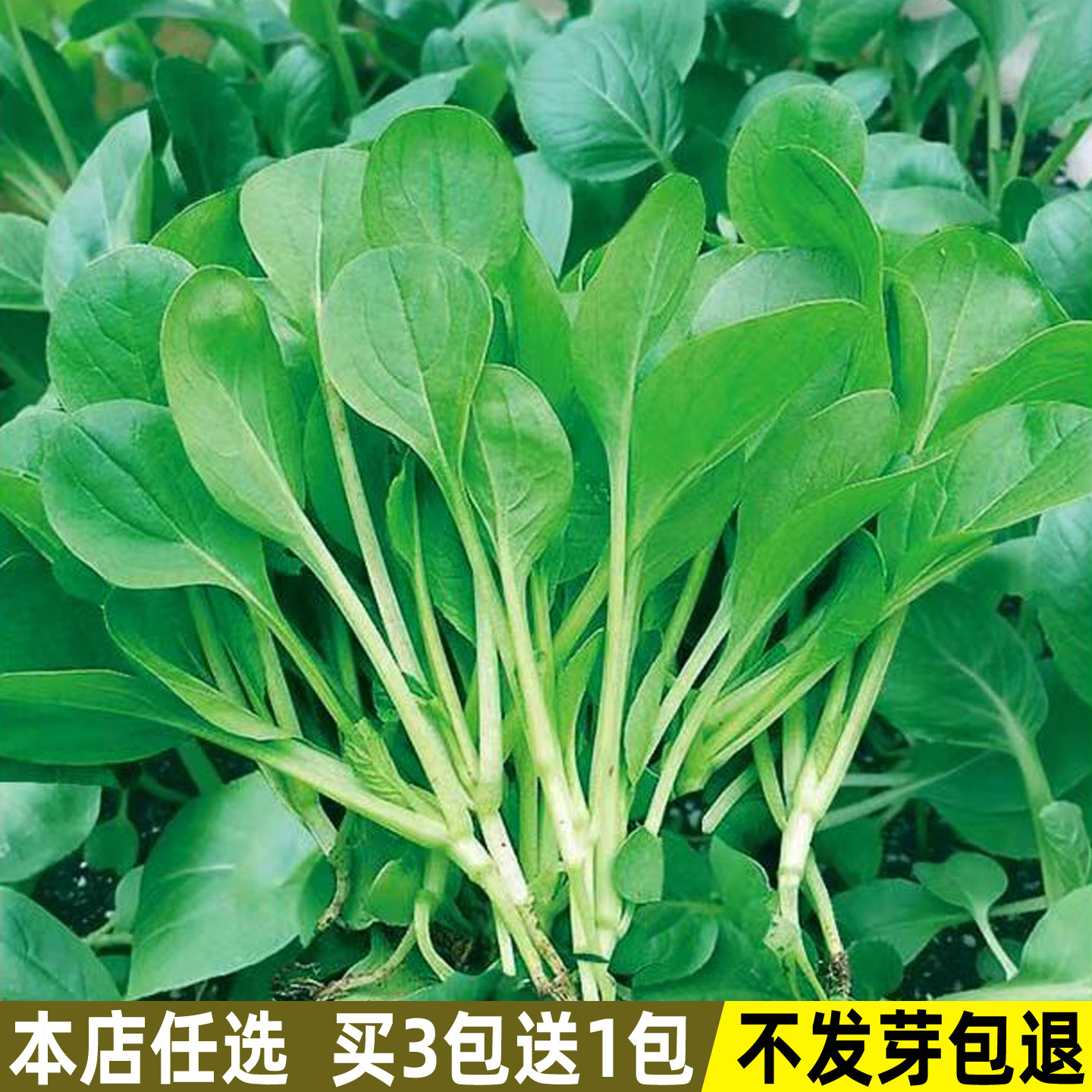 鸡毛菜种子青菜上海青小白菜油菜种籽四季盆栽菜籽种庭院蔬菜种子