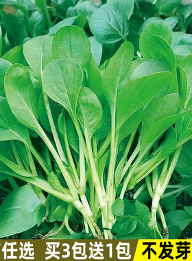 鸡毛菜种子上海青菜种籽四季易种