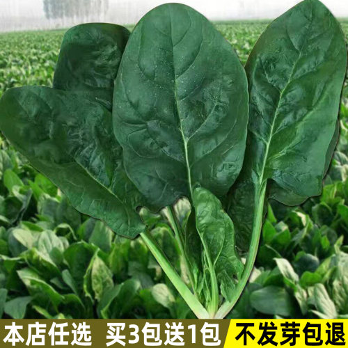 大叶菠菜种子四季盆栽庭院菜种籽