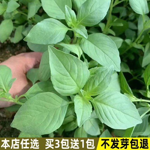 四季播种蔬菜大叶荆芥种好吃易活