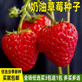 红草莓种子四季播种盆栽奶油白草莓种籽子阳台庭院蔬菜水果种子孑