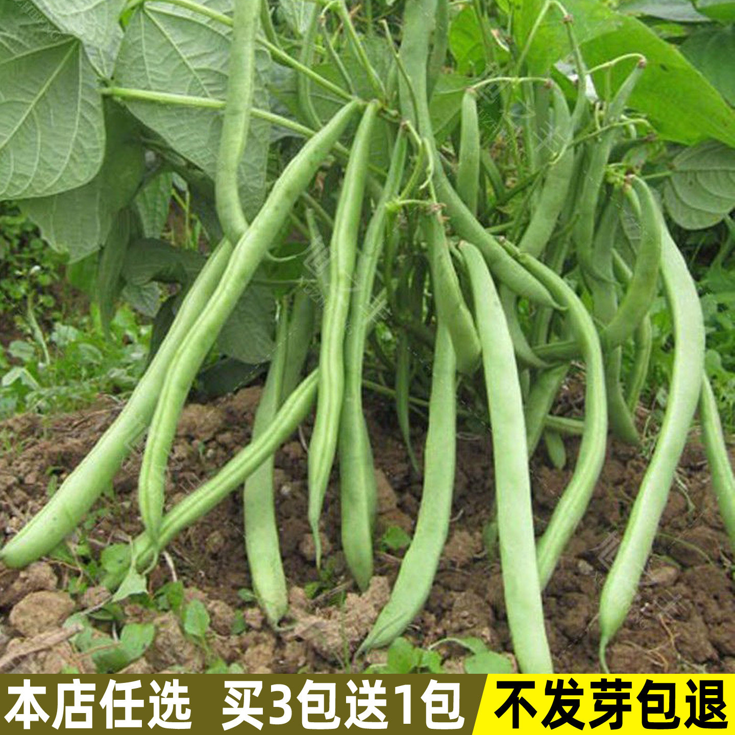 无筋地豆种子不搭架四季豆种孑图片