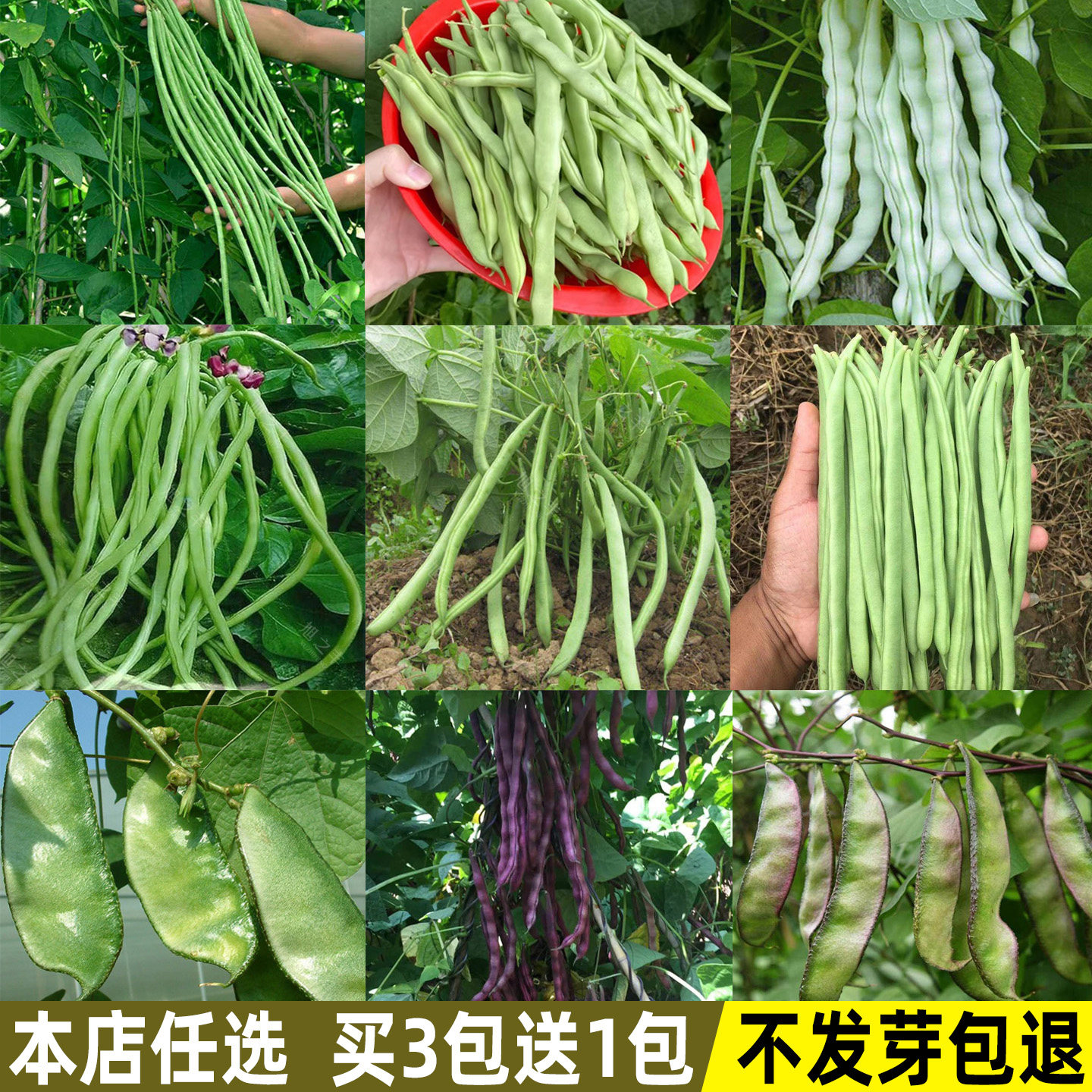 豆角种子大全四季豆无架豆豇豆长豆角种籽春季夏秋季菜籽蔬菜种子