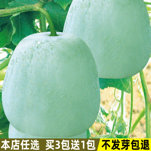 一串铃冬瓜种子阳台庭院蔬菜种子