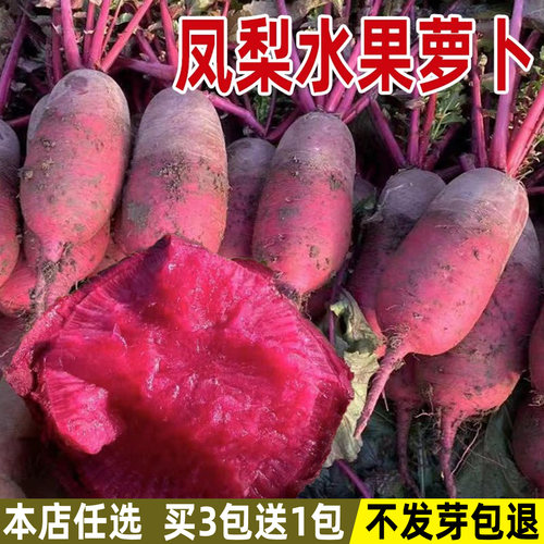 凤梨水果萝卜种子秋季菜种子大全