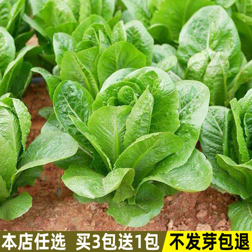 孔雀菜种子脆嫩沙拉生菜四季盆栽