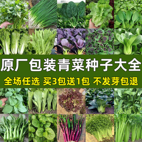 青菜种子大全四季盆栽易种菜种籽