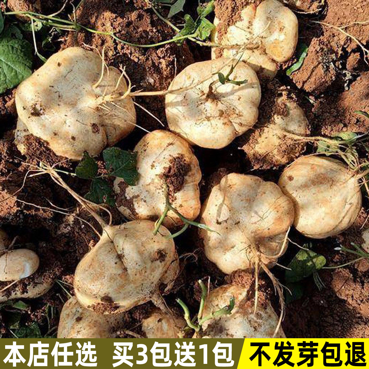 牧马山地瓜种子凉薯种籽白瓤香甜庭院种植沙葛土瓜农家蔬菜种子孑