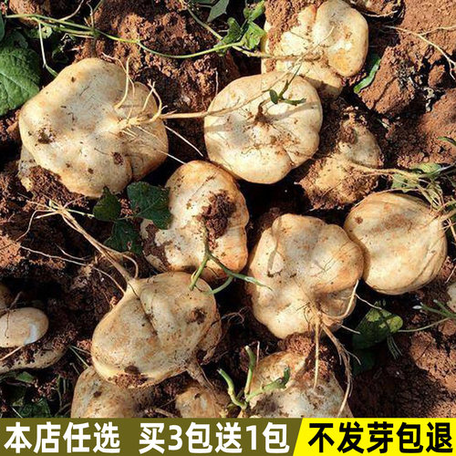 凉薯种子地瓜种子农家蔬菜