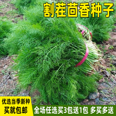 割茬茴香种子四季播蔬菜阳台盆栽