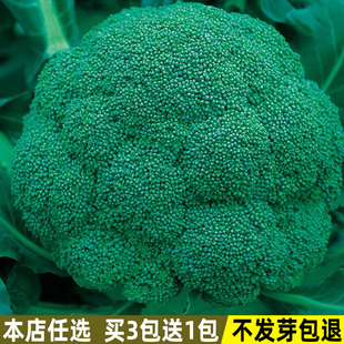 西兰花种子绿菜花青花菜种籽花椰菜西蓝花庭院盆栽四季蔬菜种子孑