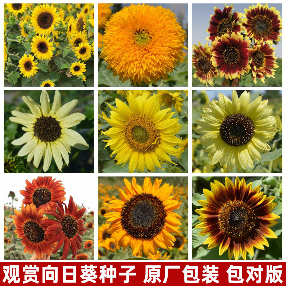 向日葵种子可切花观赏葵玩具熊四季盆栽易种活庭院花卉花种子大全