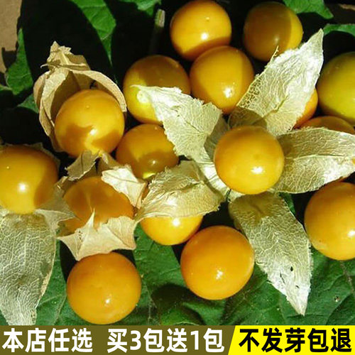 东北黄姑娘果种子香甜灯笼果种子