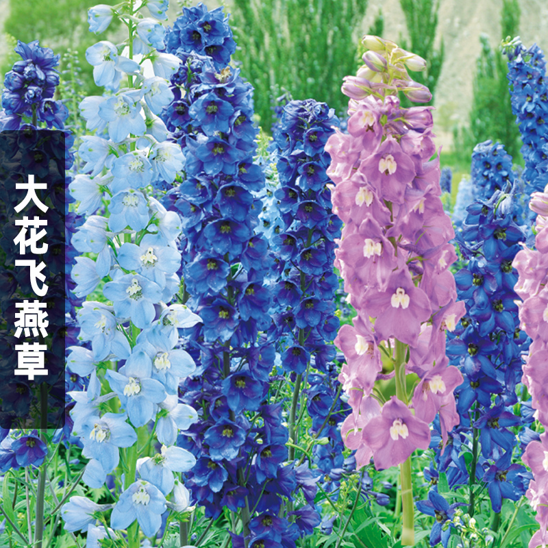 宿根飞燕草种子四季播易活花种子