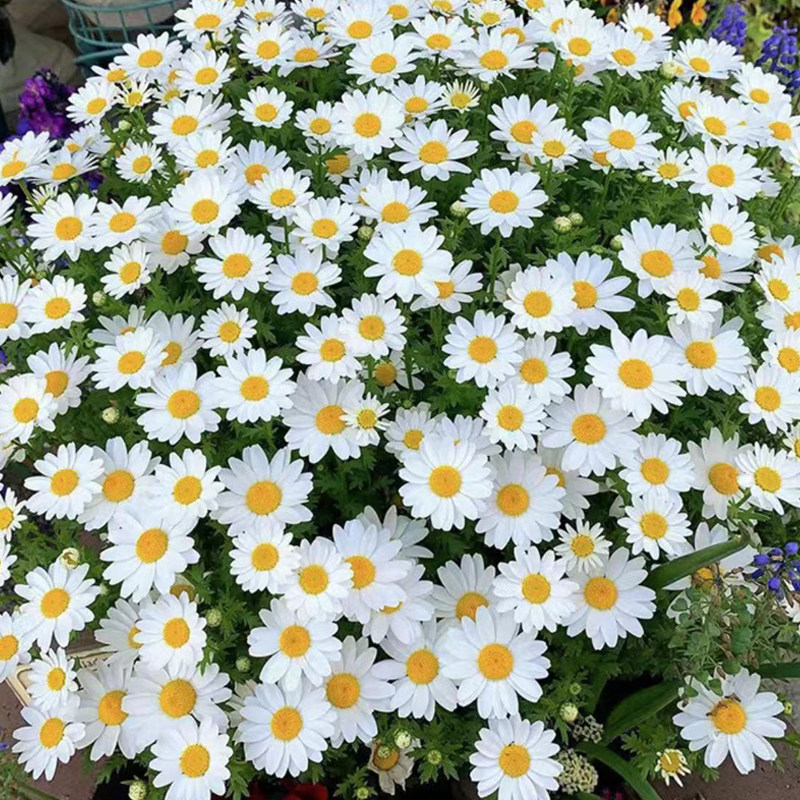 白晶菊花种子小雏菊四季播种开花盆栽阳台庭院花卉洋甘菊花种籽子