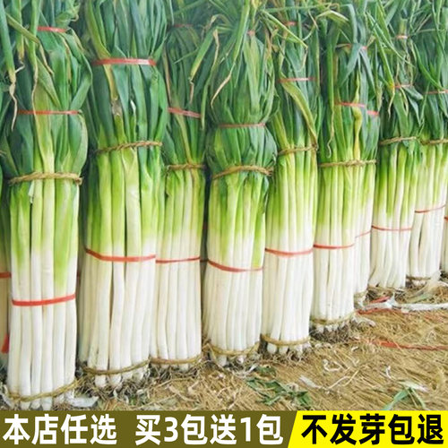 大葱种子四季盆栽农家春秋季易种