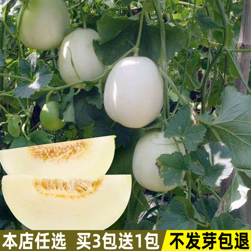 甜瓜种子香瓜种阳台庭院水果种子