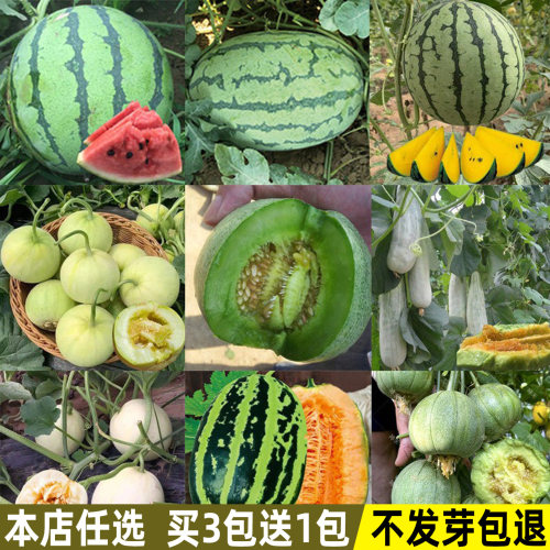羊角蜜甜瓜麒麟西瓜种子大全