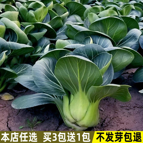黑叶苏州青种子四季青梗菜种子